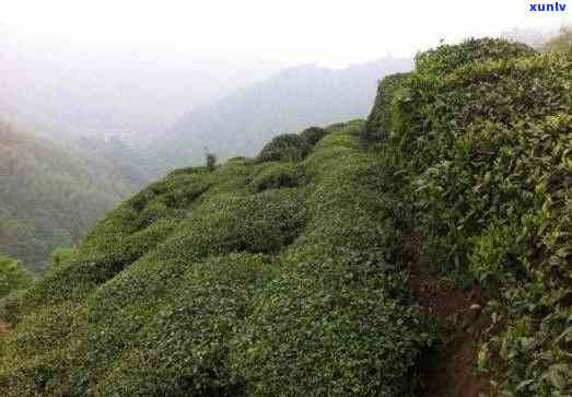 高山茶叶与低地茶叶的区别，海拔差异：高山茶叶与低地茶叶的显著区别