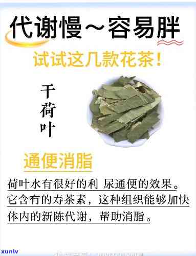 喝啥茶促进身体代谢-喝啥茶促进身体代谢快