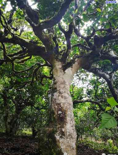 探寻曼松古树茶的历：现存多少年？有何独特特点？