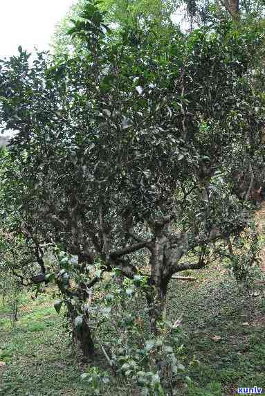 曼松古树茶属于哪里的？探索其产地与背景