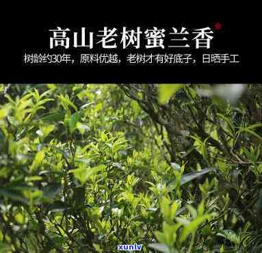 蜜兰红茶是哪里产的-蜜兰红茶是哪里产的好