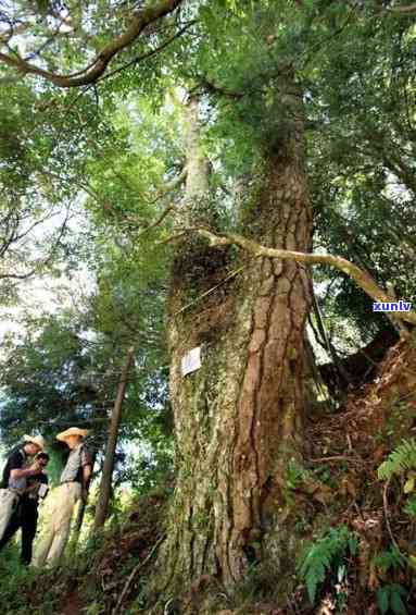 曼松王子山古树树龄，揭秘古老历：曼松王子山古树的惊人树龄