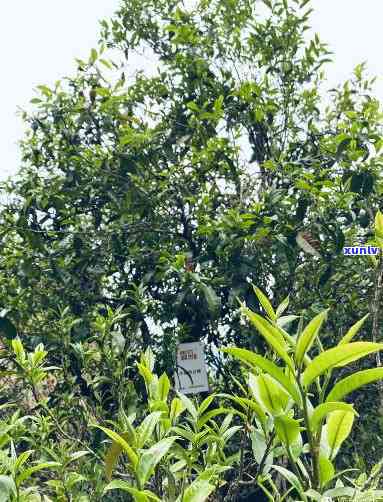 小荒田古树茶口感特点，探秘小荒田古树茶：独特口感特点解析