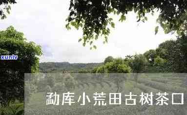 小荒田古树茶口感特点，探秘小荒田古树茶：独特口感特点解析