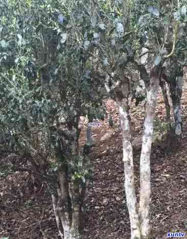 曼松古树茶的特点，探秘世界茶源：揭秘曼松古树茶的独特特点