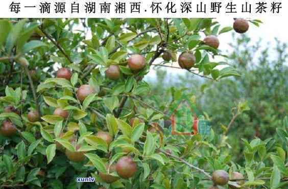 全面解析：茶树果泡水喝的功效与作用、禁忌与注意事