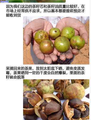 茶果壳煮水喝：功效、作用与禁忌全解析