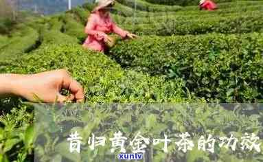 昔归黄金叶茶的功效，探索昔归黄金叶茶的神奇功效