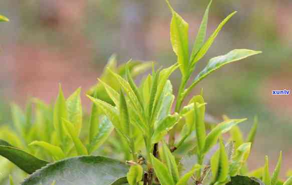 干看春茶的品质特点解析