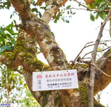 曼松木茶怎么样?-曼松木茶怎么样