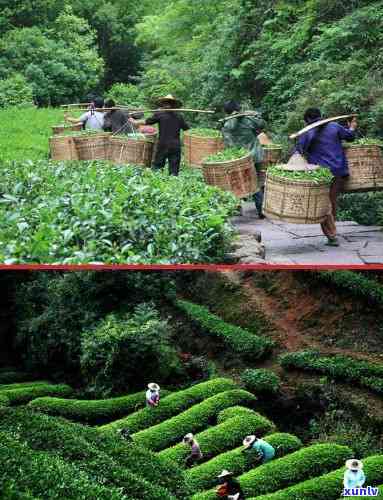 云南古郡茶厂2016的茶如何，探秘云南古郡茶厂2016年茶叶：一场味蕾的旅行