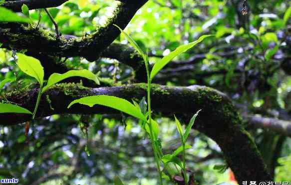 曼松小树茶的优缺点全面解析及市场价格