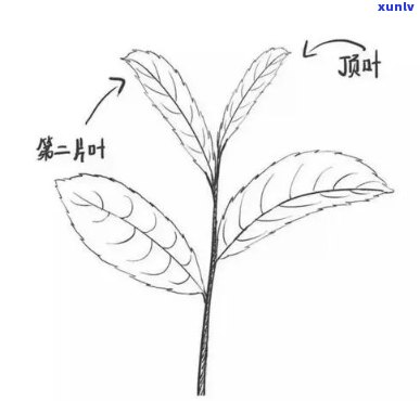 红茶的滋味如何描绘？探索其美妙口感与香气的表达方式