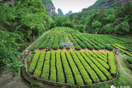 世界红茶发源地在哪-世界红茶发源地在哪 风度