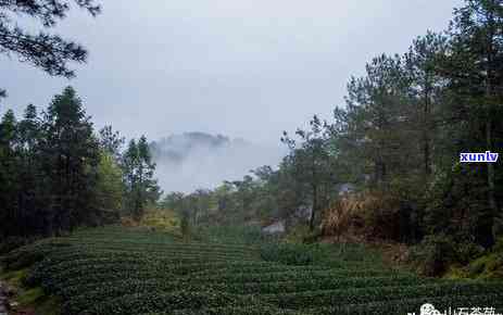 世界红茶发源地在哪-世界红茶发源地在哪 风度