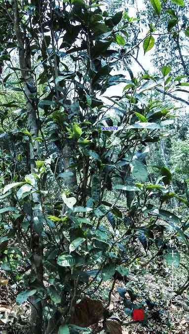 曼松贡茶是什么味道的茶，探索曼松贡茶的独特口感：一种令人难以忘怀的味道体验