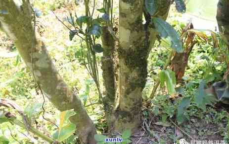 州曼松贡茶体验馆地址，探索东州的曼松贡茶文化：参观州曼松贡茶体验馆