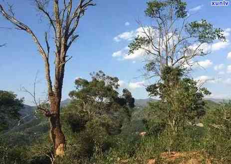 昔归茶山现在怎么样-昔归茶山位置