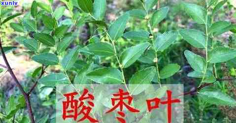 喝酸枣叶茶两肋疼痛：正常现象还是需要就医？