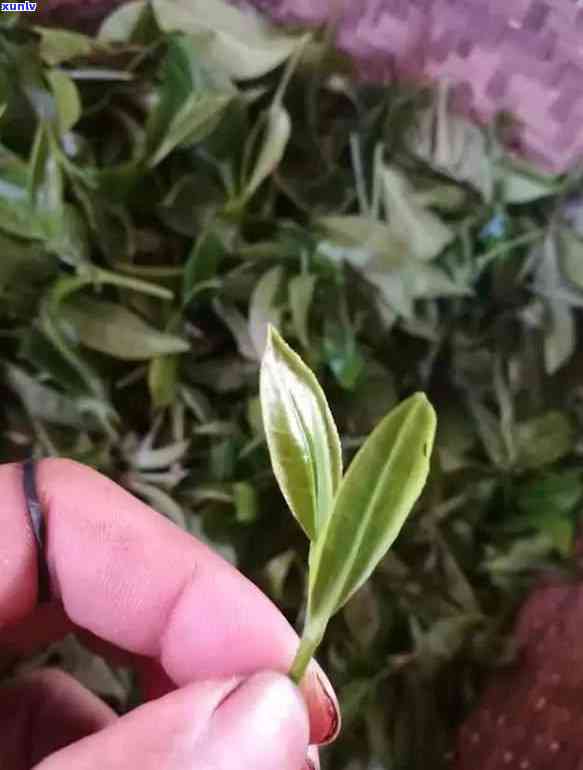 好喝的曼松古茶推荐-好喝的曼松古茶推荐一下