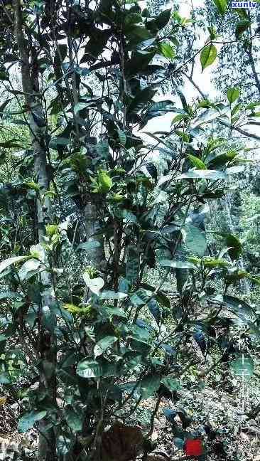 曼松小树茶耐泡程度-曼松小树茶耐泡程度怎么样