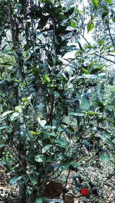 曼松贡茶的功效，探索曼松贡茶的神奇功效