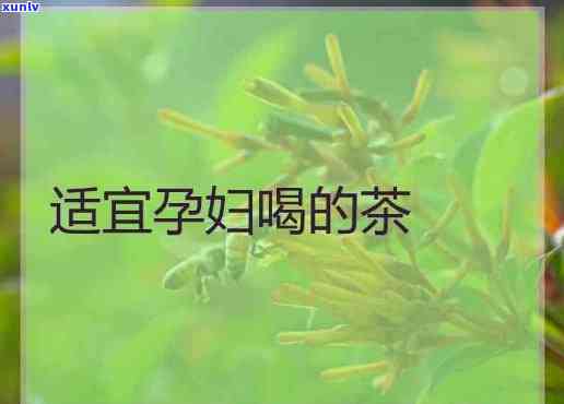 孕妇可以喝那些茶水-孕妇可以喝那些茶水吗