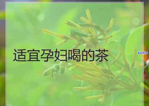 孕妇可以喝哪些茶水好？解析适合孕期饮用的茶叶种类与功效