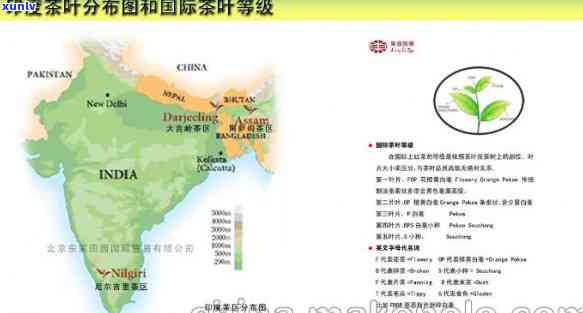 探索印度大吉岭茶园：了解其茶叶种类与价格