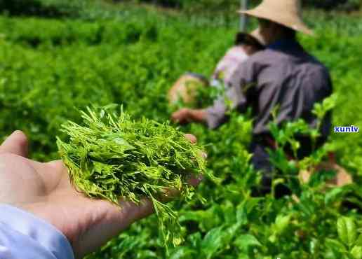 莓茶每天喝多少合适-莓茶每天喝多少合适呢