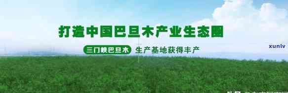 十年老班章饼价格、品质与购买渠道全解析：一份详实指南助你轻松选购