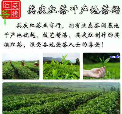 探究英德红茶的价值：排名与具体数值