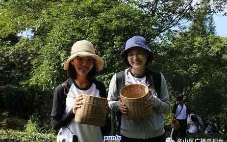 阿里山茶怎么泡，轻松学会！教你如何冲泡美味的阿里山茶