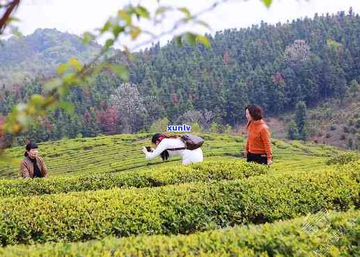 赤壁晚上哪里有茶喝-赤壁市喝茶的地方