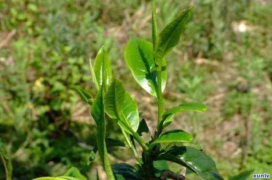 种几棵茶树够自己喝的，自家种植茶树：数量如何才足够日常饮用？