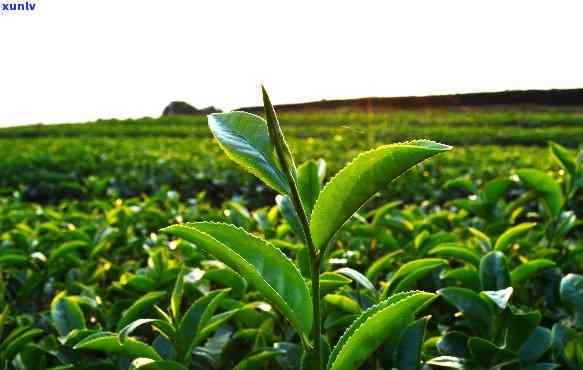 种几棵茶树够自己喝-种几棵茶树够自己喝水