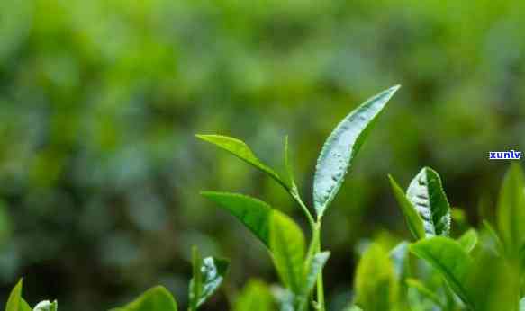 种几棵茶树够自己喝-种几棵茶树够自己喝水