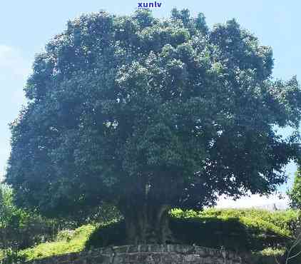 种几棵茶树够自己喝-种几棵茶树够自己喝水