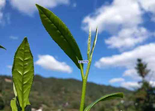 如遇好茶并不会难喝-如遇好茶并不会难喝下一句