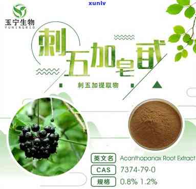 刺五加茶什么时候喝对睡眠好，刺五加茶的饮用时间：改善睡眠效果的秘诀