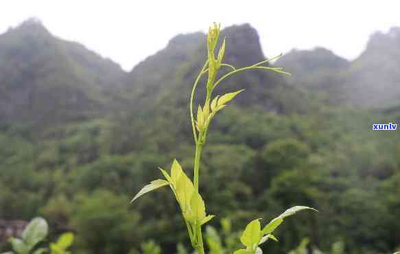 新生儿藤茶，新生宝的健守护者：新生儿藤茶的功效与作用解析