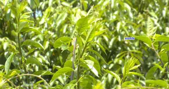 青刺尖茶什么时候喝好，何时？解析青刺尖茶的饮用时间