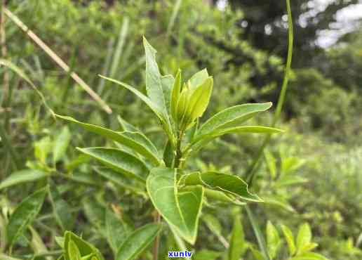 青刺尖茶什么时候喝-青刺尖茶什么时候喝