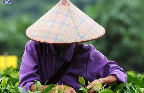 茶开后多久不能喝了，茶叶开封后多久不宜饮用？保质期和存 *** 解析