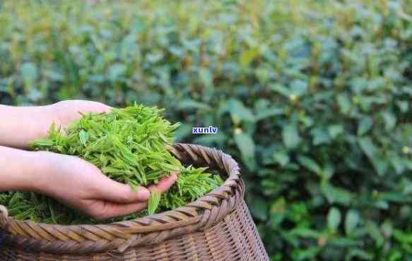 喝茶是喝新茶还是陈茶？新茶与陈茶的比较探讨