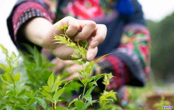 岩莓茶每天适宜饮用量：如何合理控制？