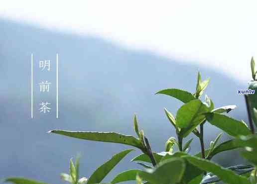 明前茶能放多长时间，明前茶的保存期限：新好茶应该如何存放？