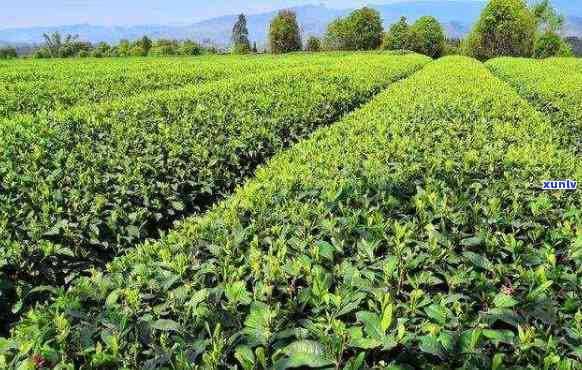 福鼎大毫茶种植技术详解：从选种到管理，全面掌握种植要求