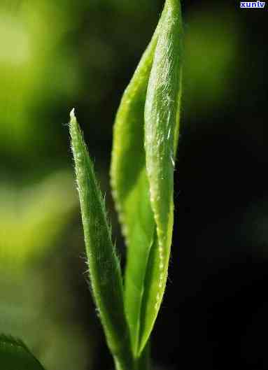 福鼎大毫茶种植技术详解：从选种到管理，全面掌握种植要求