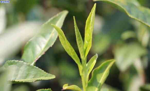 福鼎大毫茶种植技术详解：从选种到管理，全面掌握种植要求